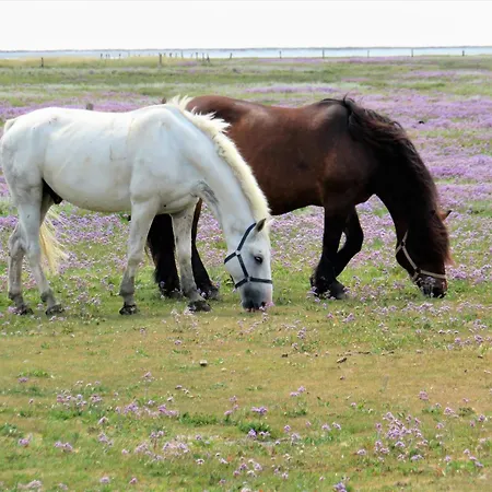 Haus Delft Minerva アパート *