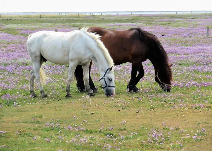 Haus Delft Minerva アパート *